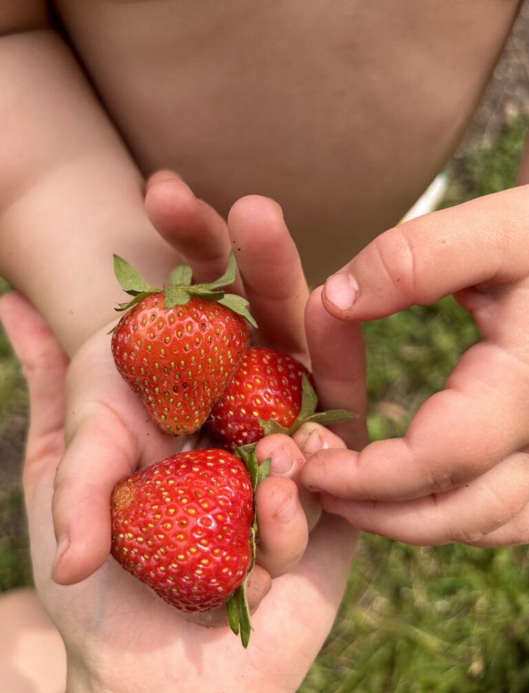 strawberries in hand