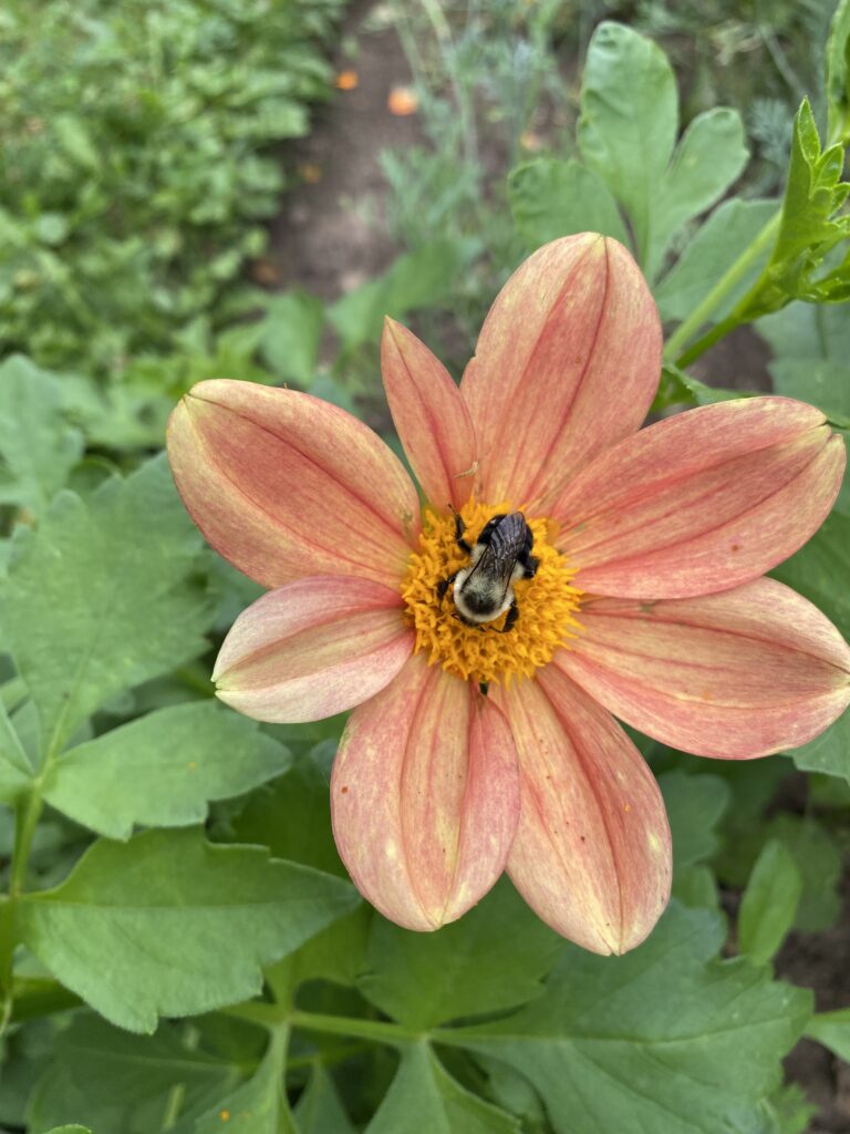a bee on a flower
